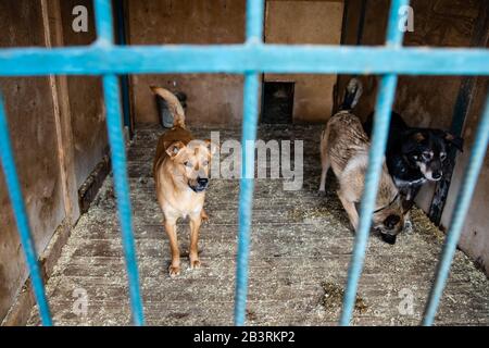 Cage avec les chiens en refuge pour animaux Banque D'Images