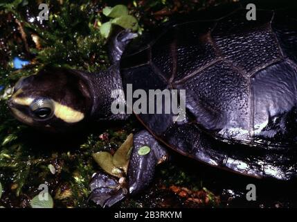 Tortue à col court et ventre rouge, Emydura albertisii Banque D'Images