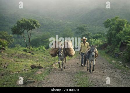 Honduras, vers 1991 : un agriculteur et ses mules marchent sur une route de terre entre les villages près de Nueva Suyapa dans les montagnes rurales du nord du pays d'Amérique centrale.©Bob Daemmrich Banque D'Images