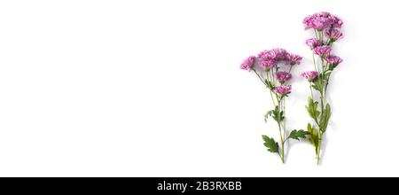 Bouquet de fleurs de chrysanthème violette isolé sur fond blanc.vue panoramique Banque D'Images