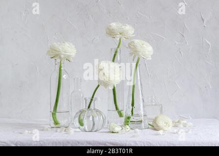 Composition florale lumineuse et aérée. Blanc ranunculus fleurs dans différentes tailles de vases en verre sur un fond blanc Banque D'Images