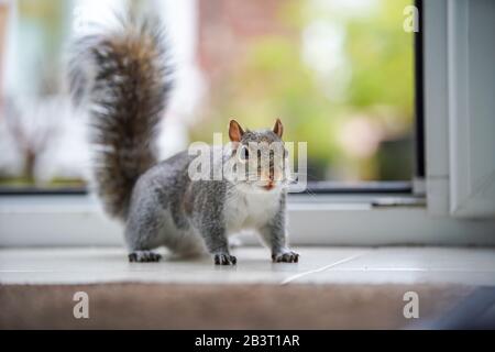 Vue de face détaillée gros plan, incroyable jardin cheeky Royaume-Uni écureuil gris (Sciurus carolinensis) isolé par la porte arrière ouverte à l'intérieur de la cuisine se mêlant de la nourriture. Banque D'Images