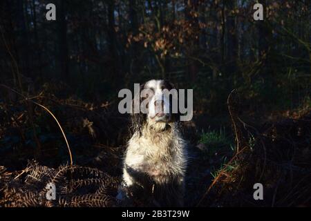 Springer Spaniel chien pistolet attendant la direction dans un bois ensoleillé. Banque D'Images