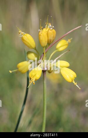 Allium flavum subsp. Flavum - plante sauvage grenée en été. Banque D'Images