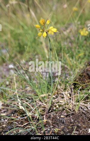 Allium flavum subsp. Flavum - plante sauvage grenée en été. Banque D'Images