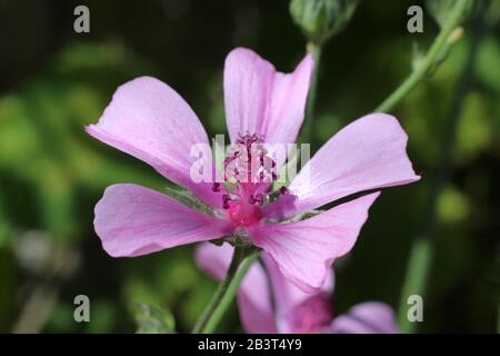 Althaea cannabina - plante sauvage prise en été. Banque D'Images