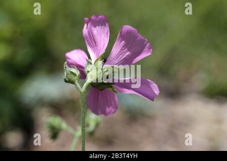 Althaea cannabina - plante sauvage prise en été. Banque D'Images