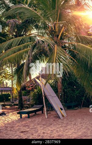 Planches de surf fixées verticalement avec leurs coudes reposant sur un stand en bois dans le sable à une station de surf au Sri Lanka Hikkaduwa Banque D'Images