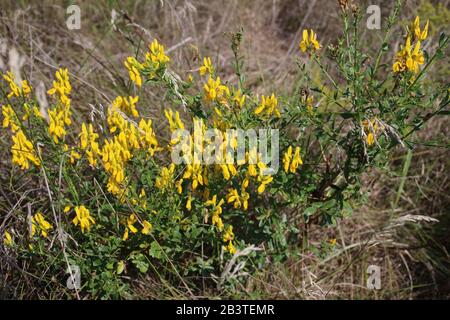 Genista tinctoria - plante sauvage grenée en été. Banque D'Images