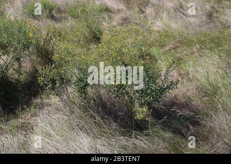 Genista tinctoria - plante sauvage grenée en été. Banque D'Images