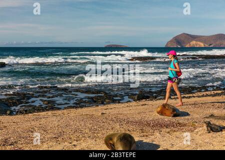 Photographe touristique de nature sauvage sur Galapagos marchant sur la plage par Galapagos Sea Lion et les iguanes marins sur Galapagos voyage aventure vacances, Puerto Egas (port Egas) Santiago île Equateur. Banque D'Images