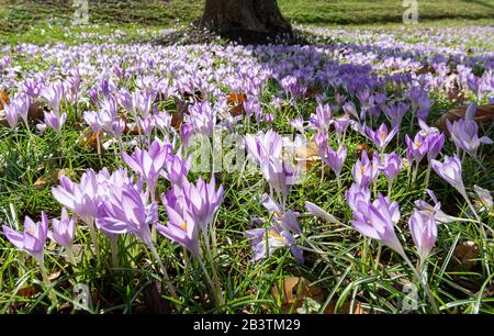 Les crocuses fleuissent à la fin de l'hiver sur la pelouse en Virginie centrale. Banque D'Images