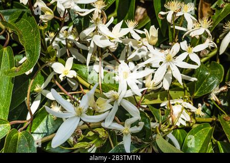 Clematis Armandii grandit dans un jardin de campagne. Banque D'Images