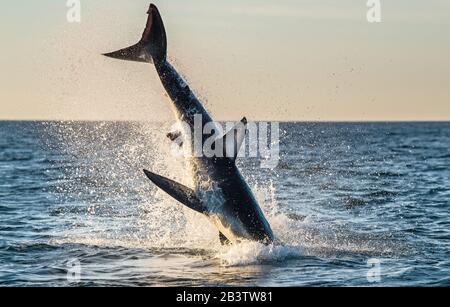 Saut De La Grande Requin Blanc. Braconnage en attaque. Nom scientifique: Carcharodon carcharias. Afrique Du Sud. Banque D'Images