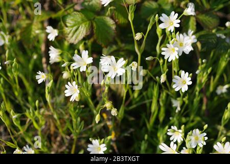 Champ Souris-Oreille De La Chickweid (Cerastium Arvense). Grandir dans un fard à Ludwell Valley Park, Exeter, Devon, Royaume-Uni. Banque D'Images