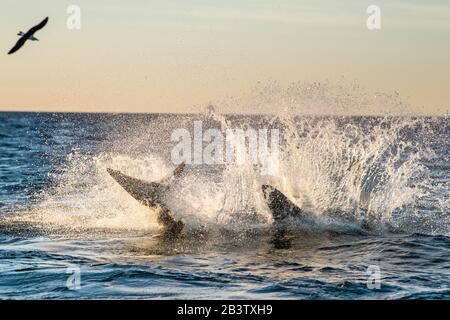 Saut De La Grande Requin Blanc. Braconnage en attaque. Nom scientifique: Carcharodon carcharias. Afrique Du Sud. Banque D'Images