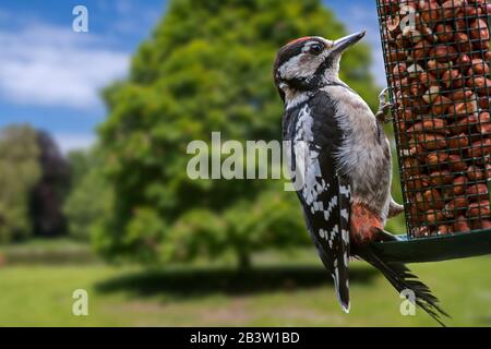 Grand pic à pois (Dendrocopos Major) jeunes mangeant des arachides à partir de l'engraissement des oiseaux dans le jardin Banque D'Images