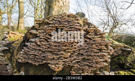 Champignons des arbres sur bois mort Banque D'Images