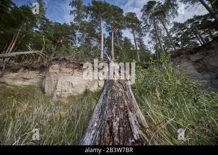 Tempête. Arbres renversés dans la forêt après une tempête. Banque D'Images