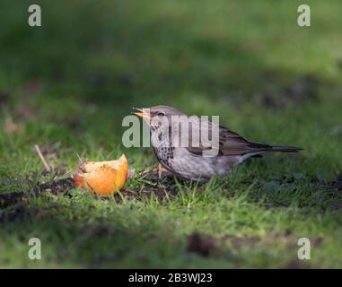 Grive à Gorge noire (Turdus atogularis) se nourrissant sur une pomme de l'herbe. Banque D'Images