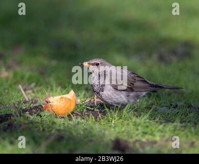 Grive à Gorge noire (Turdus atogularis) se nourrissant sur une pomme de l'herbe. Banque D'Images