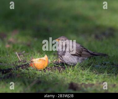 Grive à Gorge noire (Turdus atogularis) se nourrissant sur une pomme de l'herbe. Banque D'Images