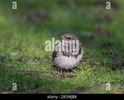 Grive à Gorge noire (Turdus atogularis) se nourrissant sur une pomme de l'herbe. Banque D'Images