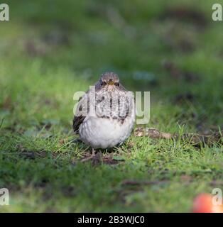 Grive à Gorge noire (Turdus atogularis) se nourrissant sur une pomme de l'herbe. Banque D'Images