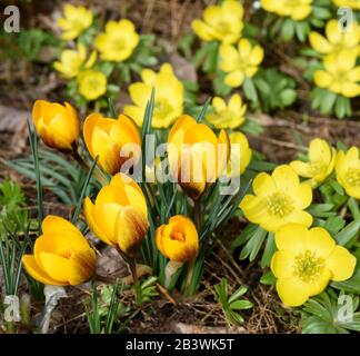 Krokus und Winterling sind Blumen meurent im Winter bluehen. Crocus et l'aconite d'hiver sont des fleurs qui fleurissent en hiver. Banque D'Images