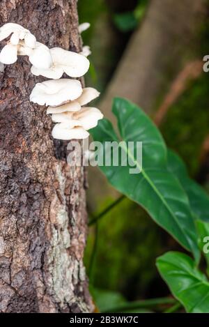 Champignons blancs sur le parc de bois de l'arbre de Bark Cleaver à Trinidad, qui ferme la forêt tropicale Banque D'Images