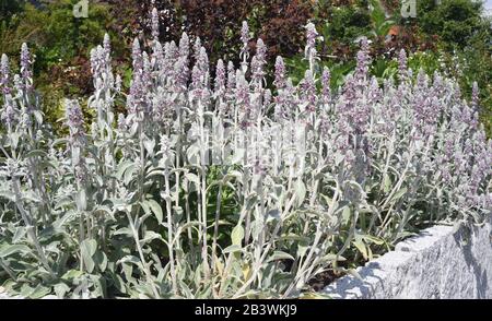 Wollziest, Stachys byzantina, auch Eselsohr genannt, ist eine schoene Heil- und Gartenpflanze. Le, Stachys byzantina, également appelé l'oreille âne, est un b Banque D'Images