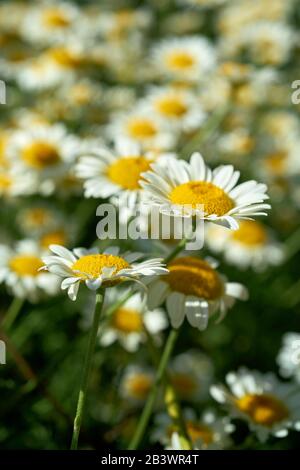 Marguerites dans un parterre de fleurs en été Banque D'Images