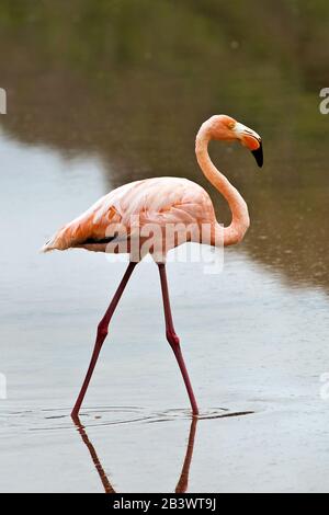 Rose American Flamingo (Phoenicopterus Ruber), Cormorant Point, Île Santa Maria Ou Île Floreana, Îles Galapagos, Équateur. Banque D'Images