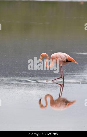 Rose American Flamingo (Phoenicopterus Ruber), Cormorant Point, Île Santa Maria Ou Île Floreana, Îles Galapagos, Équateur. Banque D'Images