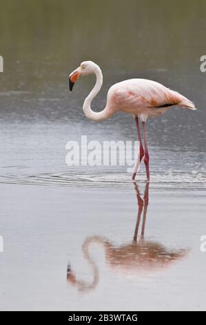 Rose American Flamingo (Phoenicopterus Ruber), Cormorant Point, Île Santa Maria Ou Île Floreana, Îles Galapagos, Équateur. Banque D'Images