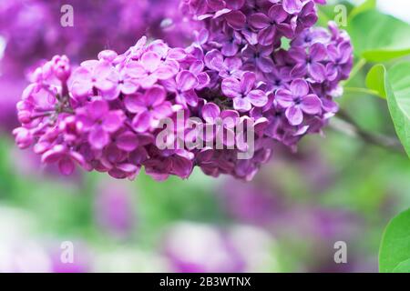 Fleurs lilas en fleurs Banque D'Images