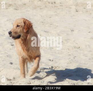 Golden Retriever jouant sur la plage à Dubaï, Émirats arabes Unis Banque D'Images