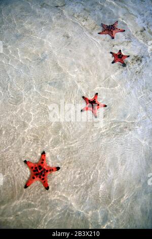 Plage D'Été Starfish Et Mer Tropicale Fond Au Vietnam. Phu Quoc Banque D'Images