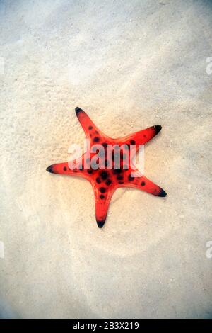 Plage D'Été Starfish Et Mer Tropicale Fond Au Vietnam. Phu Quoc Banque D'Images