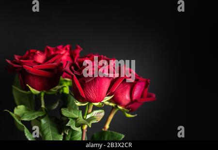 Magnifique bouquet de roses rouges sur fond noir. Espace de copie. Gros plan. Banque D'Images