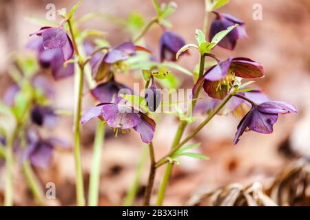 Helleborus dumetorum 'Atrorubens' hellébores Banque D'Images