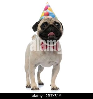 Un paning de pug gai et souriant tout en portant un chapeau d'anniversaire et une cravate rouge, debout sur fond de studio blanc Banque D'Images