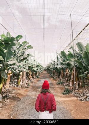 Femme en tant que touriste ou agriculteur vêtu de façon décontractée en rouge et blanc marchant entre les rangées de bananes de la plantation. Image réalisée sur le téléphone portable Banque D'Images
