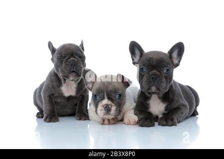 Adorables coudées de boulogues françaises en regardant vers l'avant et clignotant tout en posant et assis côte à côte sur fond blanc de studio Banque D'Images