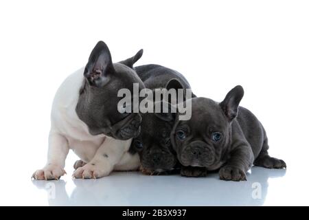 Trois chiots français bourdogs charmants s'embrassant et s'embrassant l'un l'autre tout en posant et assis côte à côte sur fond de studio blanc Banque D'Images