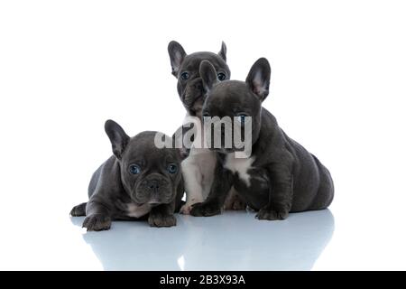 Trois chiots avides de boulogots français se jettent curieusement tout en se posant, et assis à côté de l'autre sur fond de studio blanc Banque D'Images