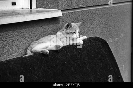 Les chats de la rue abandonnée, la violence envers les animaux, de tristesse Banque D'Images