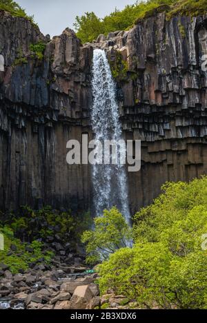 Belle et grande cascade Svartifoss avec colonnes de basalte noir sur le Sud de l'Islande, l'heure d'été Banque D'Images