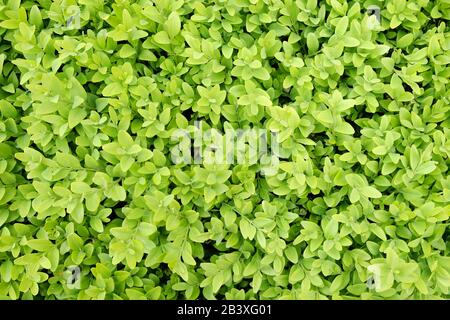 Fond de bois de boxwood dans le jardin de printemps Banque D'Images