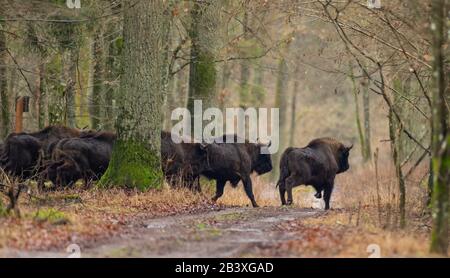 Un bison européen de grande envergure passe à travers la route de la terre dans la forêt d'hiver, la forêt de Bialowieza, Pologne, Europe Banque D'Images